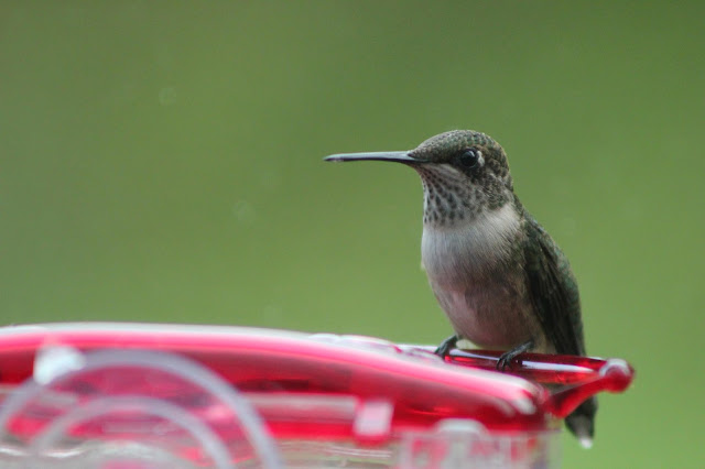 When should hummingbird feeders be taken down in winter?